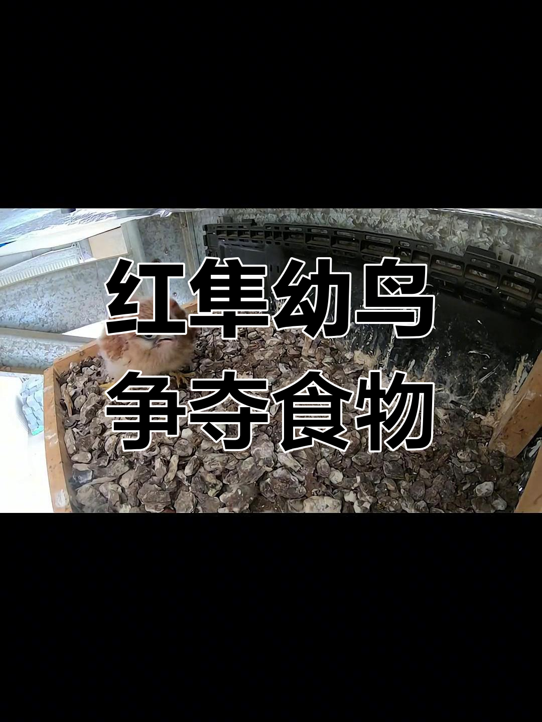 刚满月的红隼幼鸟为争食激烈碰撞,成鸟带回食物引发抢夺大战