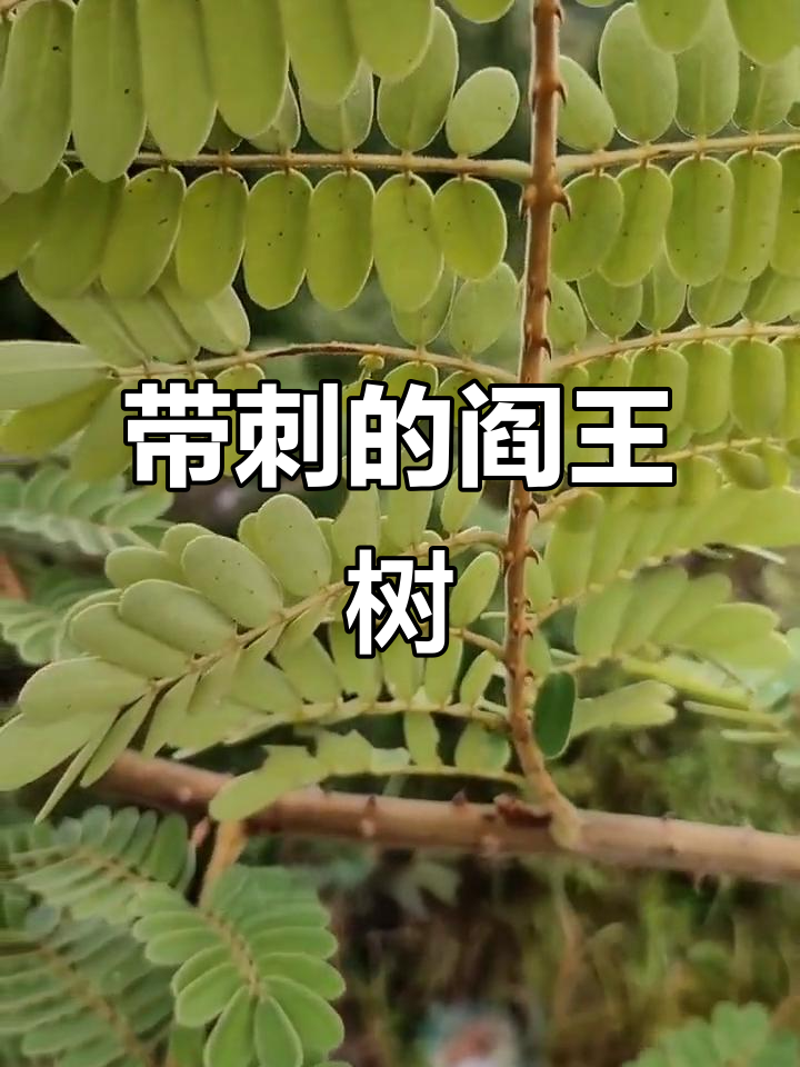 南方常见带刺藤本植物,竟是解毒良药!