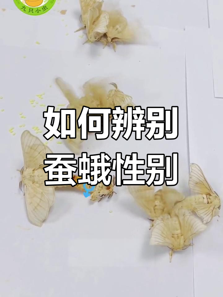 蚕蛾雌雄分辨技巧