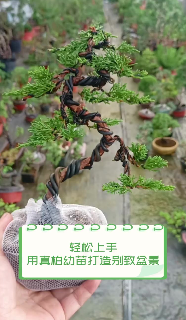 轻松上手,用真柏幼苗打造别致盆景