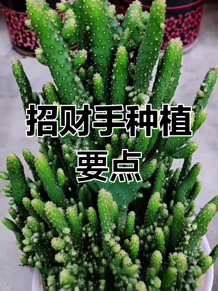 招财手多肉养护技巧
