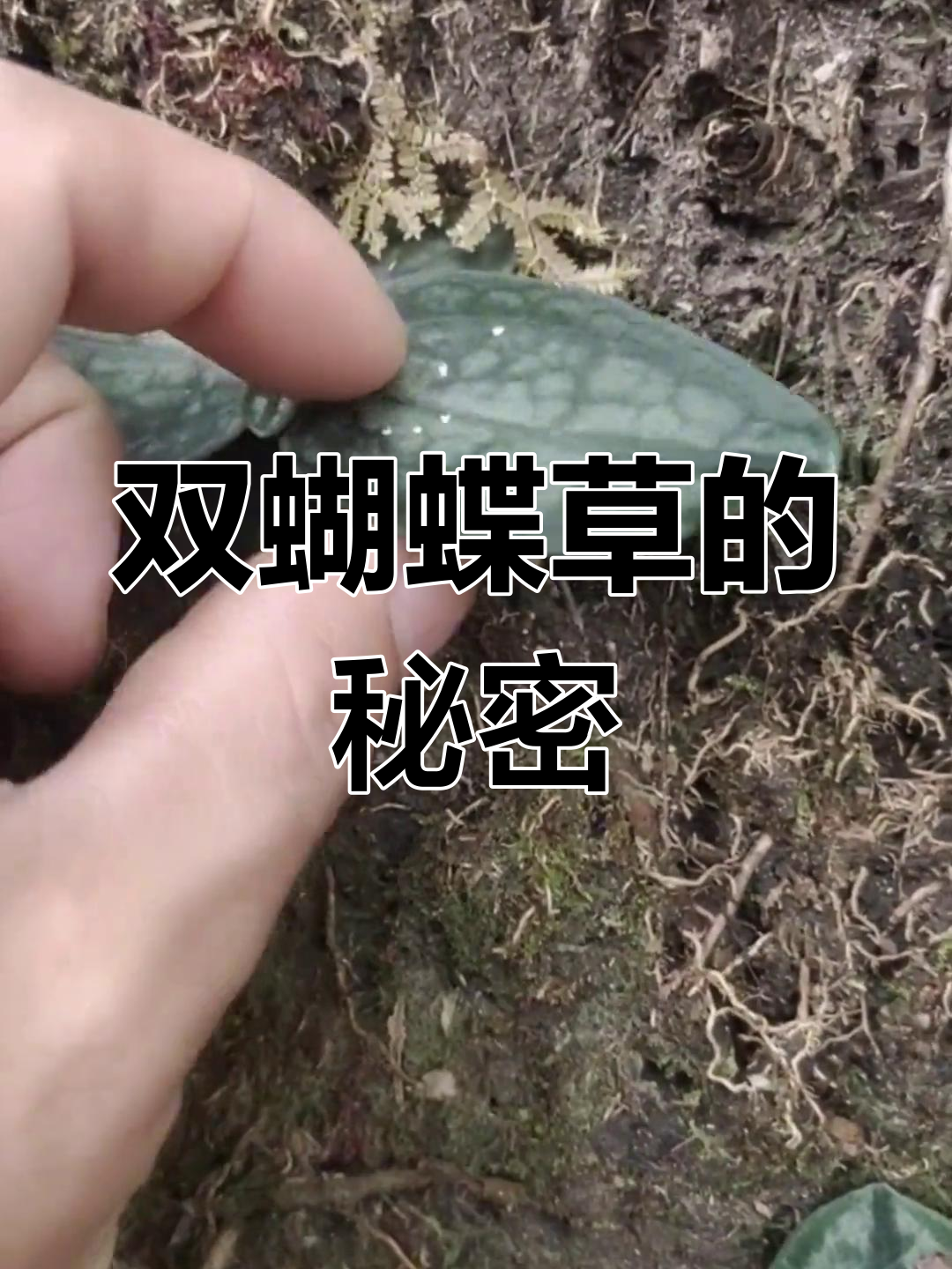 发现神秘双蝴蝶植物,竟是珍贵药材!