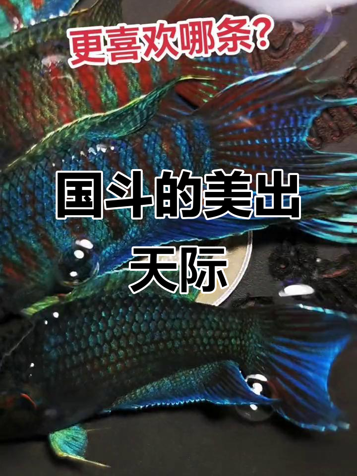 普叉国斗的美丽与高级感,水族爱好者的最爱