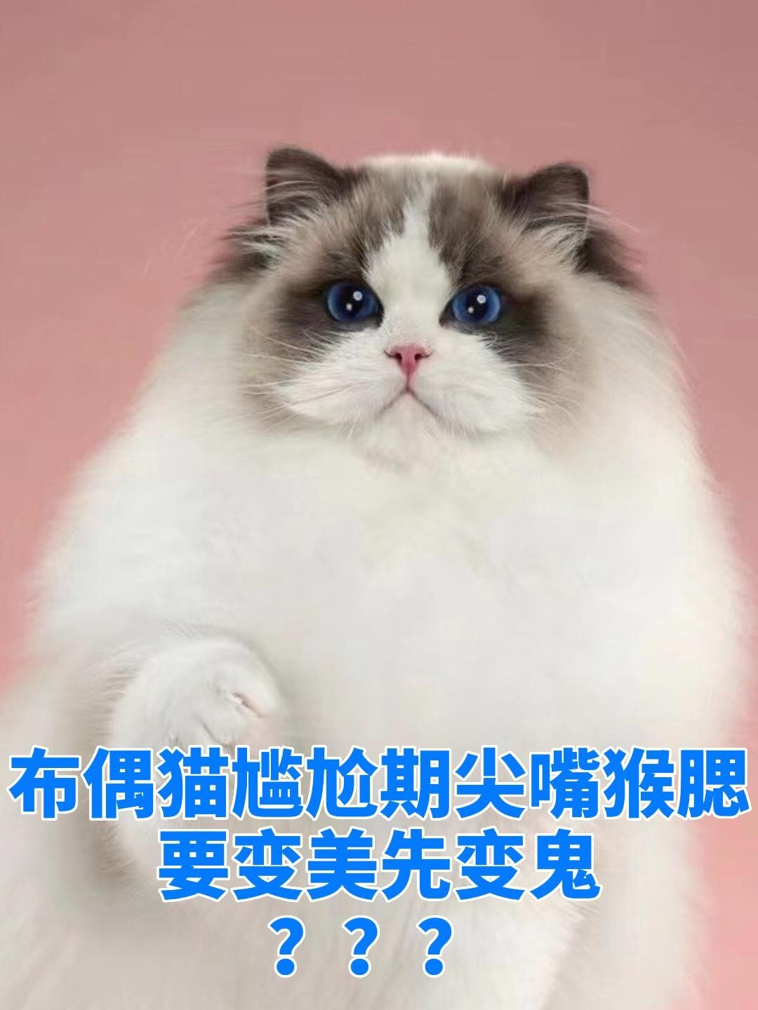 布偶猫尴尬期尖嘴猴腮 要变美先变鬼