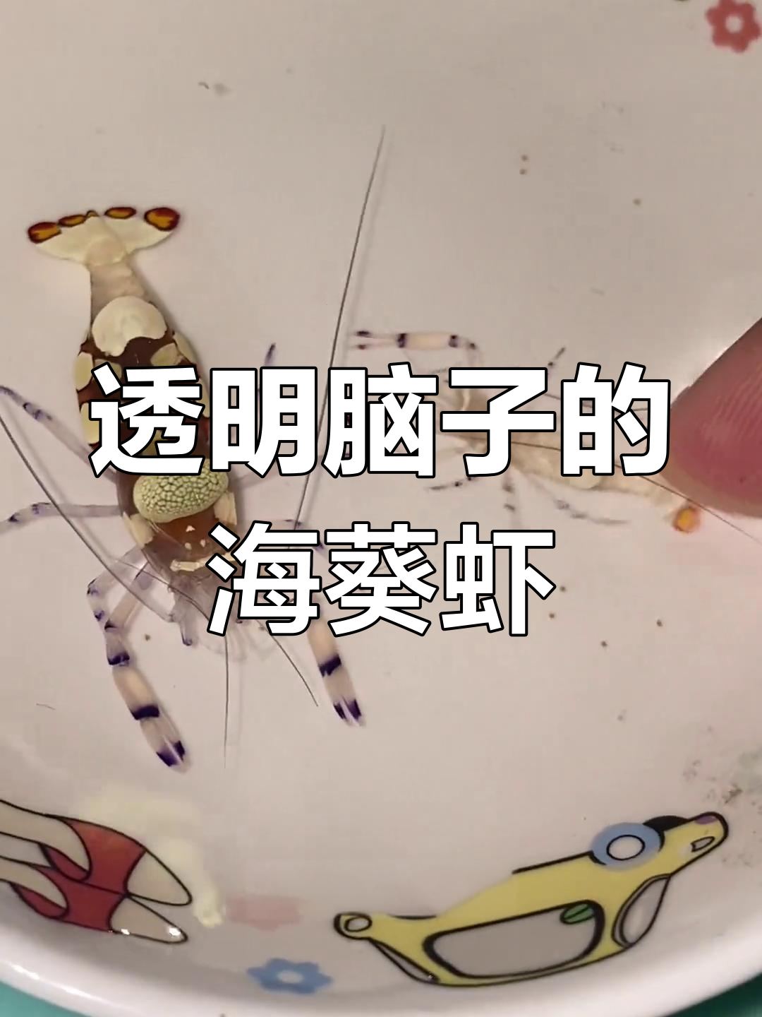 海葵虾:透明脑袋的神奇小生物,竟然生活在海葵上!