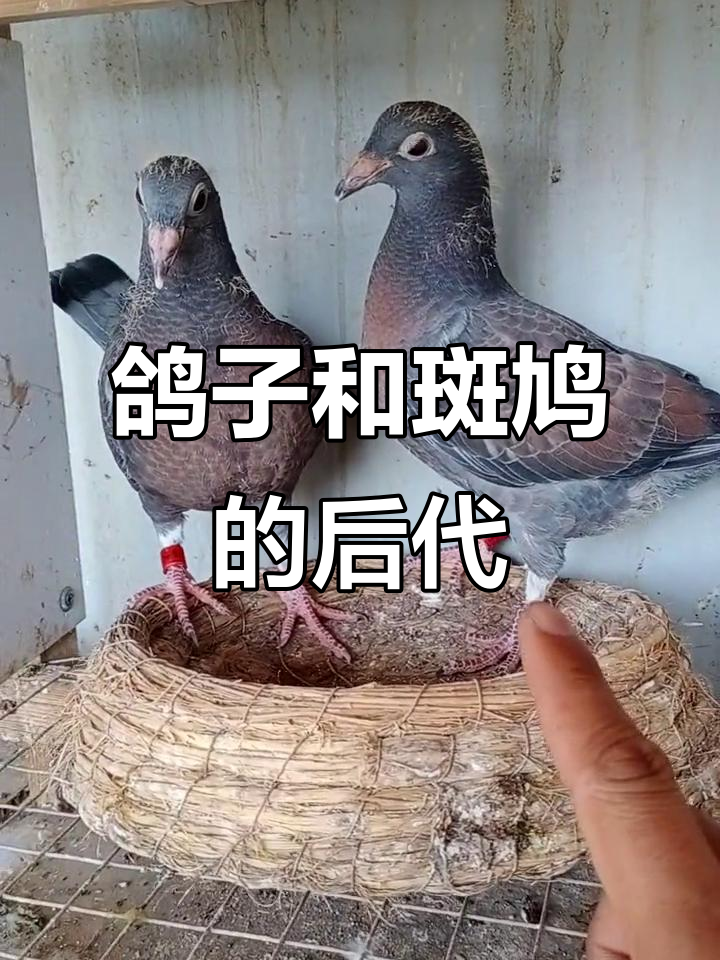 鸽子与斑鸠的混种,长大后竟是这样!
