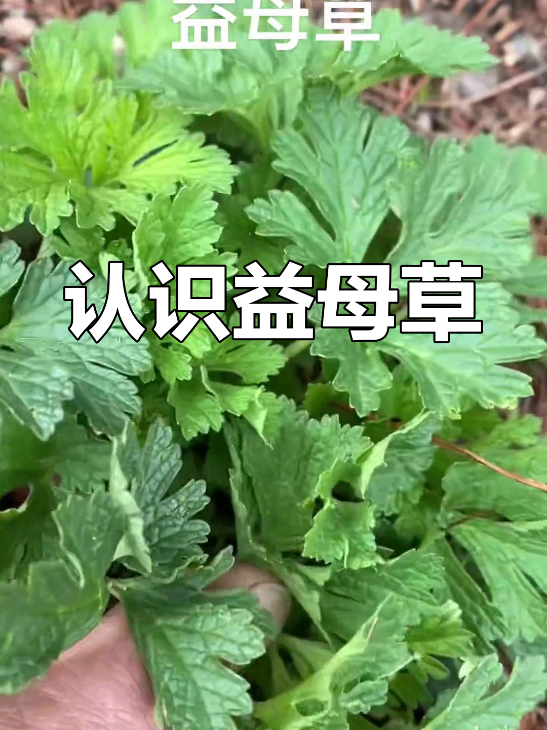 益母草:草本良药,妇女之友