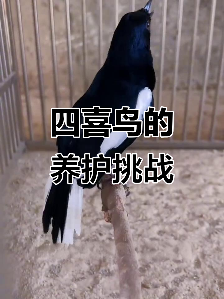 四喜鸟:爱吃昆虫,寿命长,但养它有这些烦恼