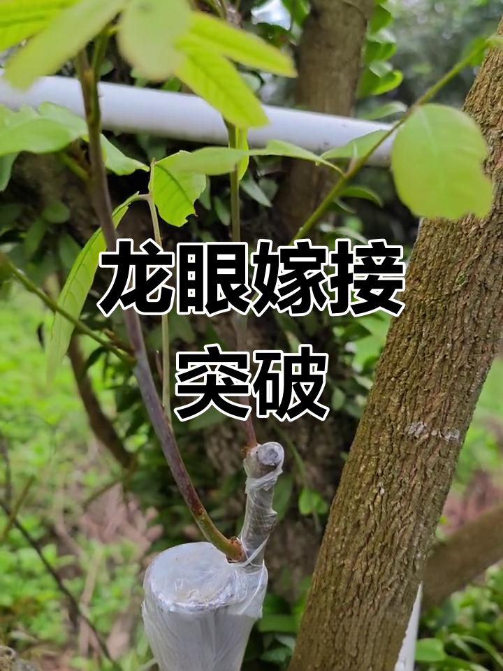 龙眼新品种嫁接成功,华南农大技术助力高成活率