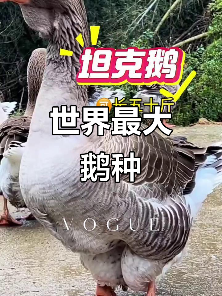 世界上最大的鹅,吐鲁兹坦克鹅:比狮头鹅还大!