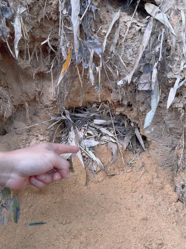 真实户外,家用竹鼠养殖笼神器