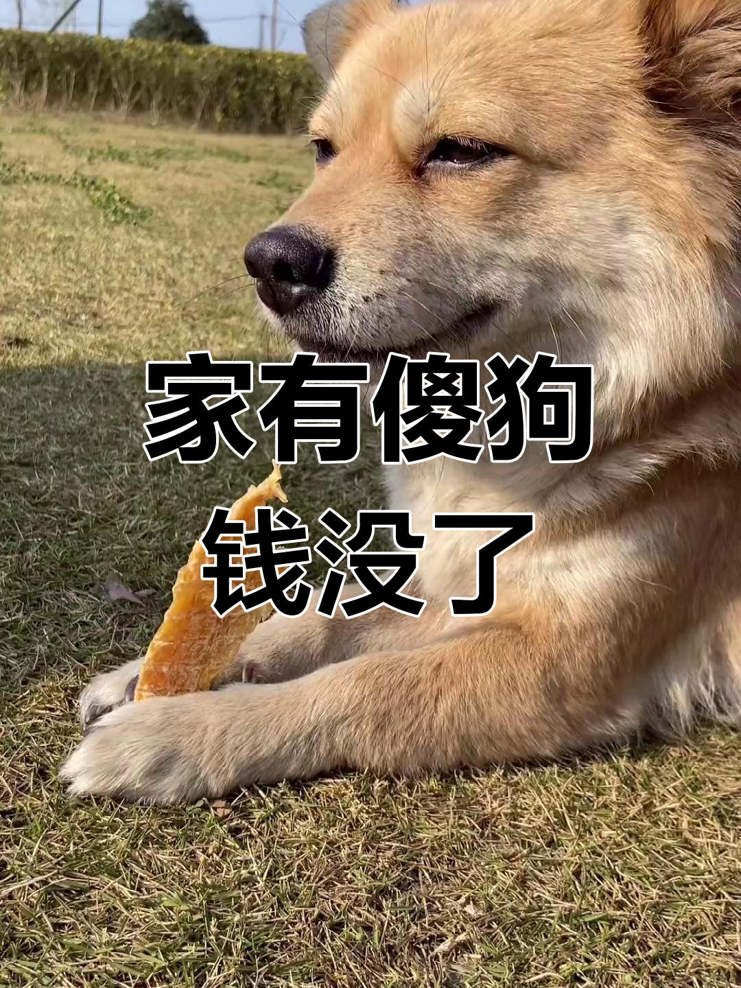 傻狗闯入生活,月底存款全无!