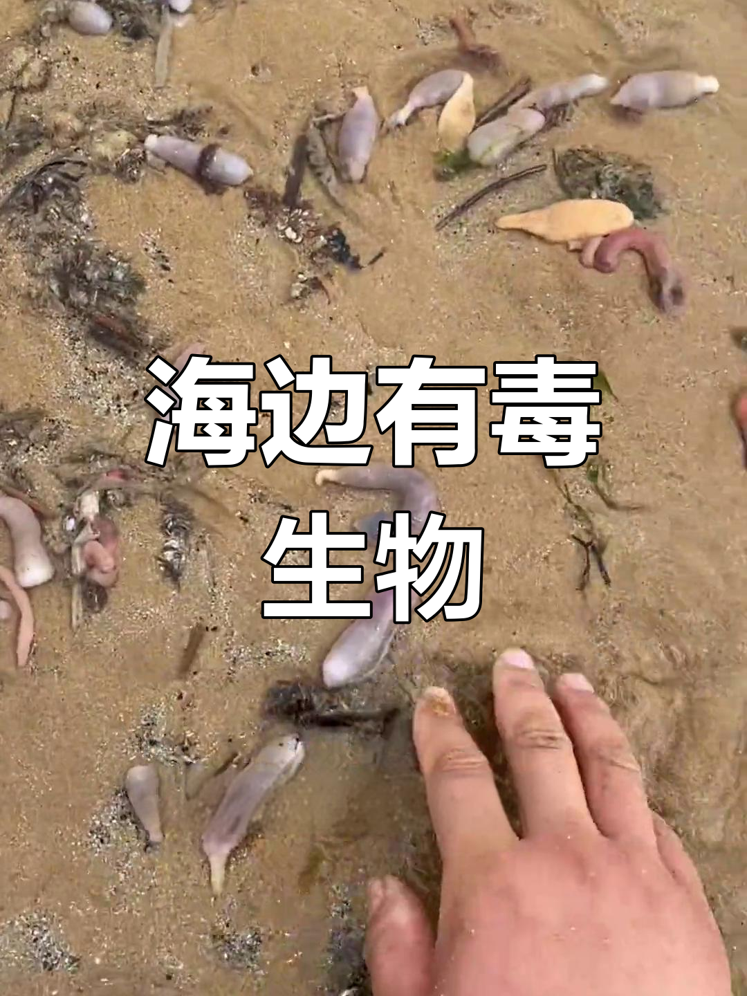 海老鼠很恶心图片