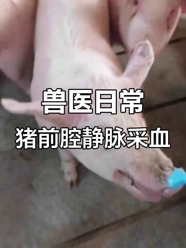 一线兽医的猪前腔静脉采血技巧,轻松掌握!