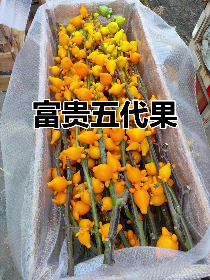 五代果象征富贵与安康,造型独特,观赏期长达数月