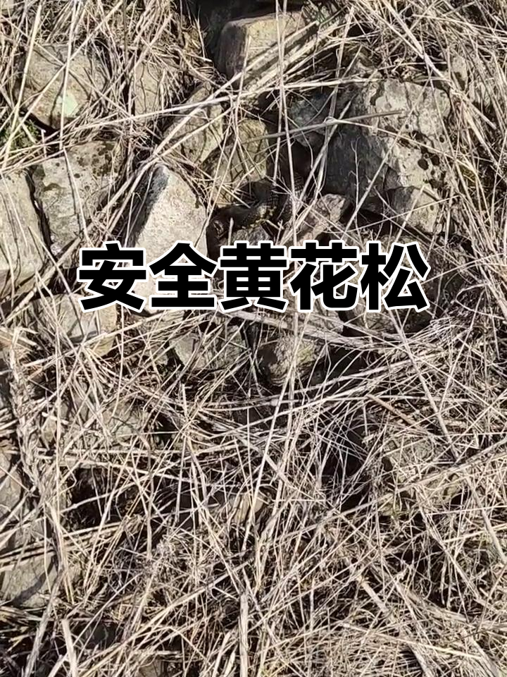 黄花松随处可见,无毒安全,大家可以放心接触
