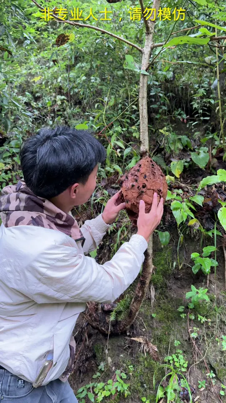 追蜂少年蒋同学,危险动作请勿模仿 天气冷了,任人宰割的羔羊