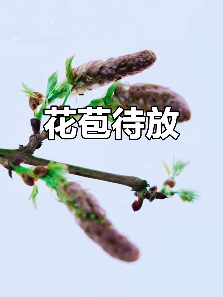 紫藤花苞初现,三年等待终将绽放