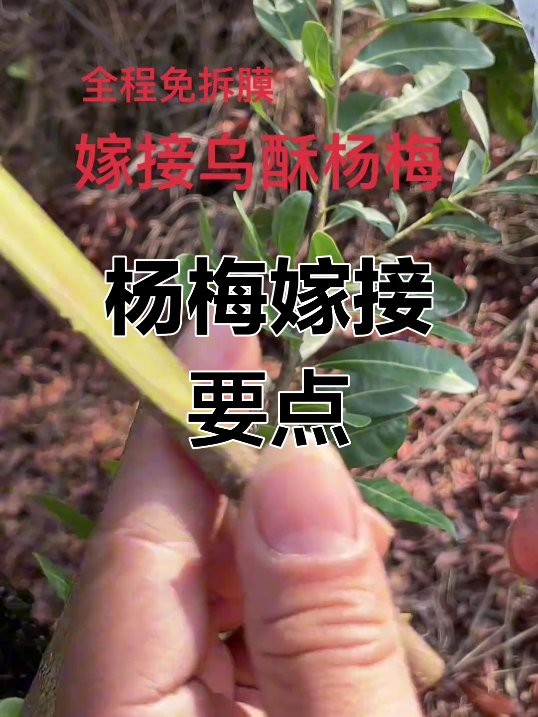 杨梅嫁接技巧:最佳时机与操作方法全解析