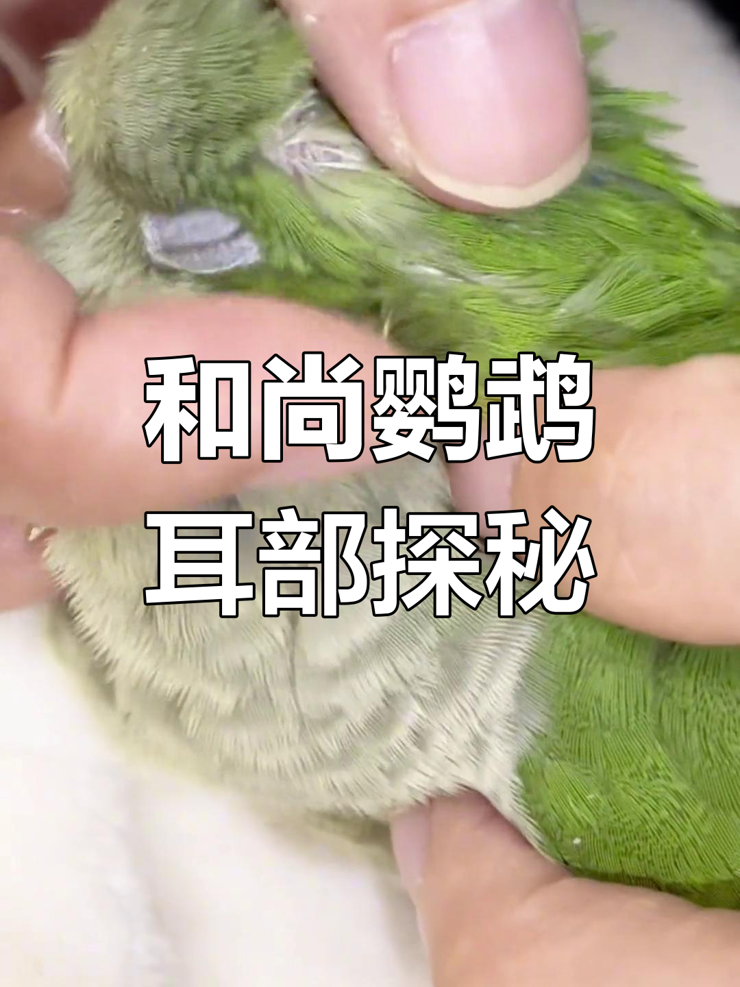 揭秘和尚鹦鹉的耳朵,竟然是这样!