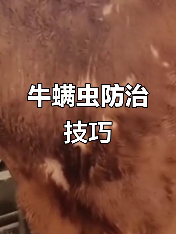 牛螨虫病全解析:症状,治疗与预防