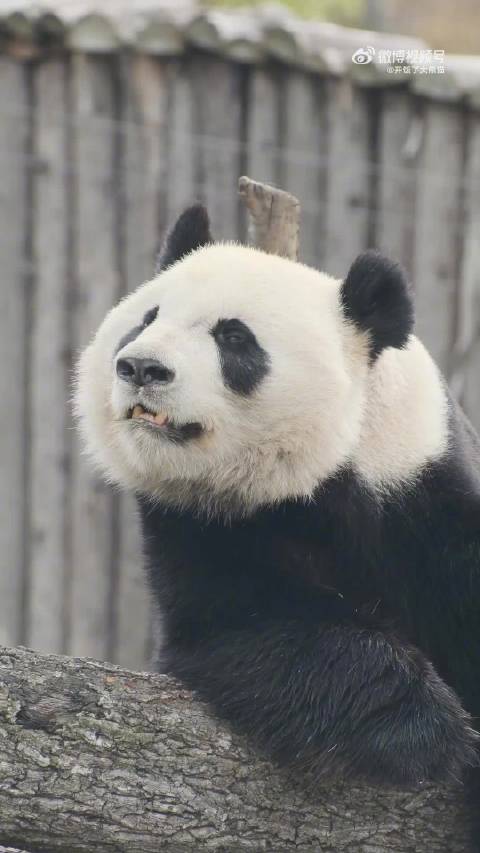 熊猫头锁屏图片