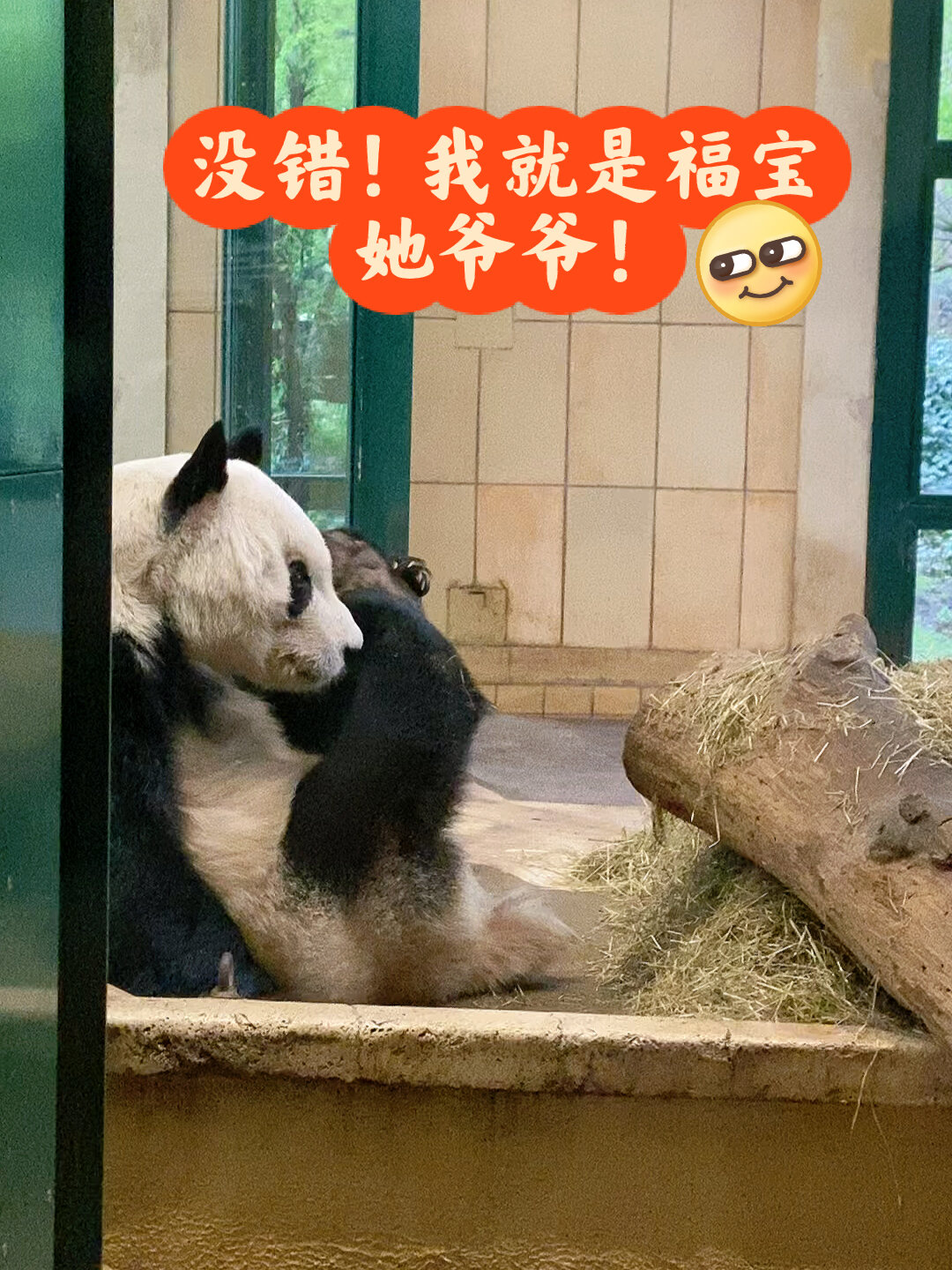 奧地利|美泉宮動物園的園園老爺子