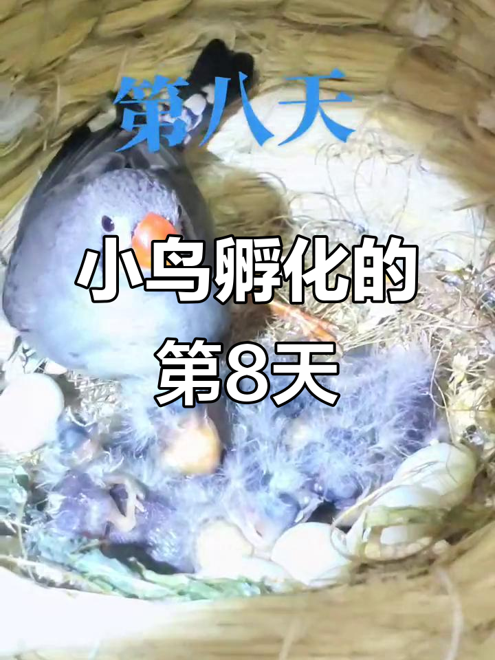 珍珠鸟雏鸟孵化全过程,第八天小鸟破壳而出