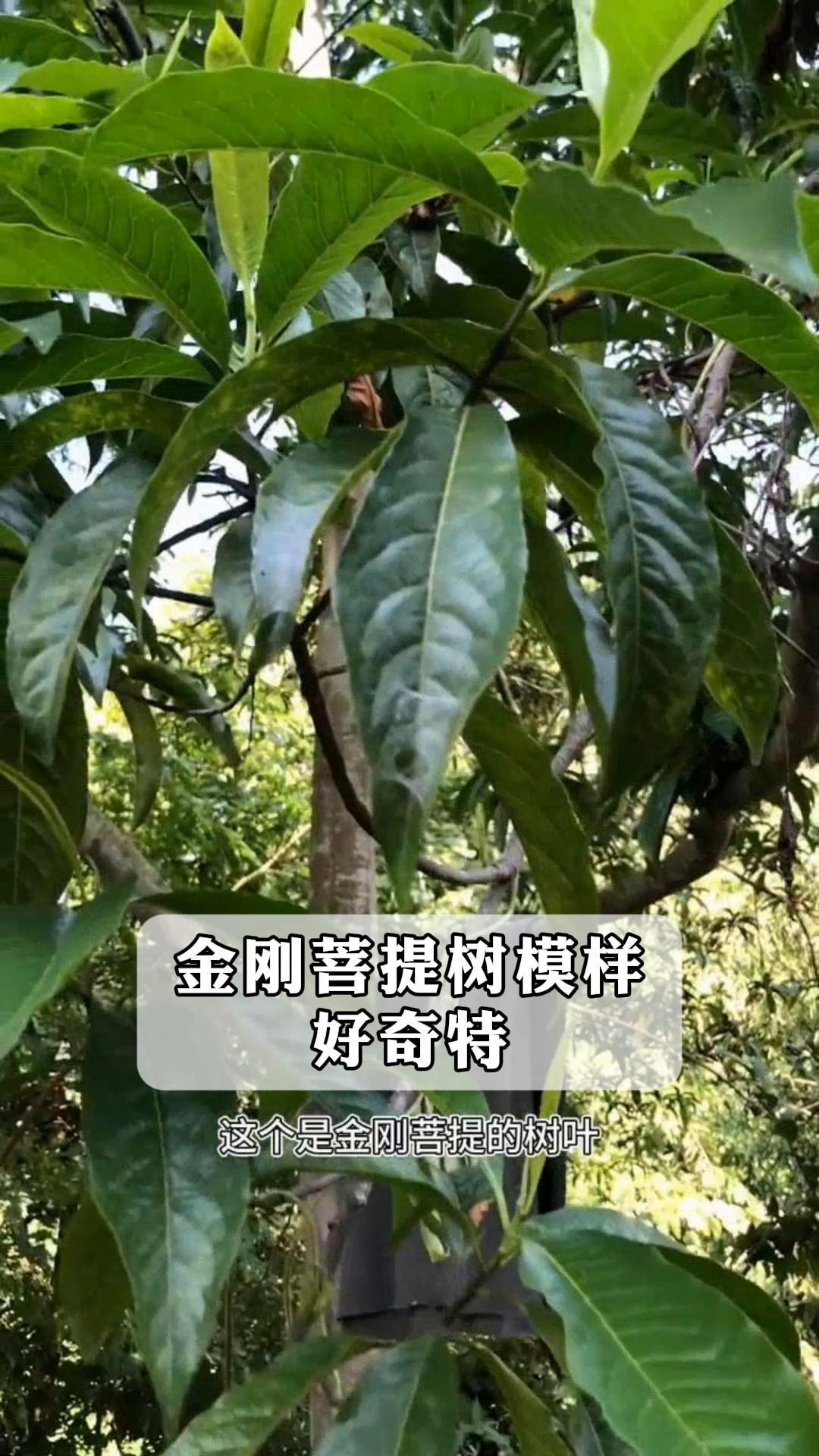 金刚菩提树模样,好奇特