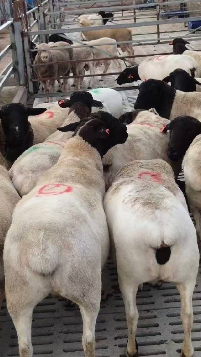 黑头杜泊绵羊,纯种杜泊绵羊种公羊,一天喂多少草料