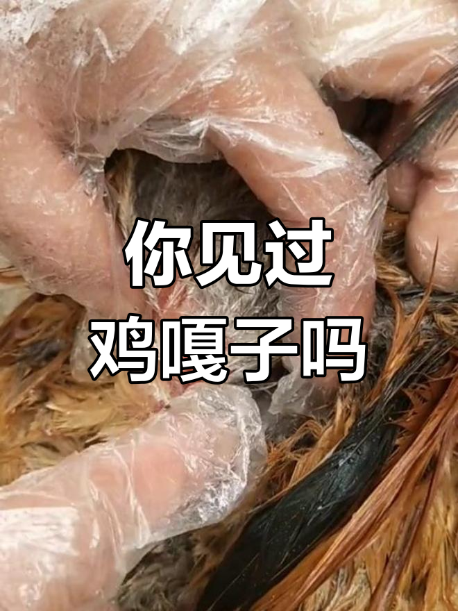 鸡嘎子到底长什么样?