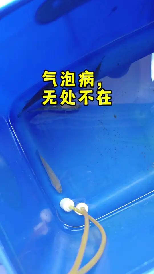 气泡病 帆布池养殖 大口黑鲈 加州鲈