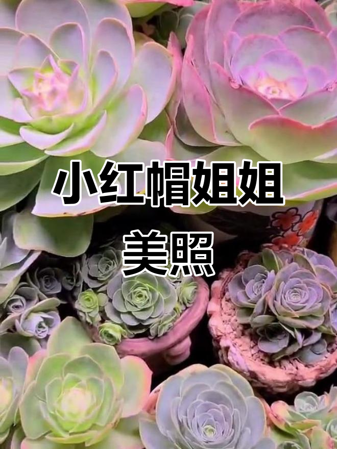 小红帽姐姐的美丽返图,多肉种植基地的美景尽显
