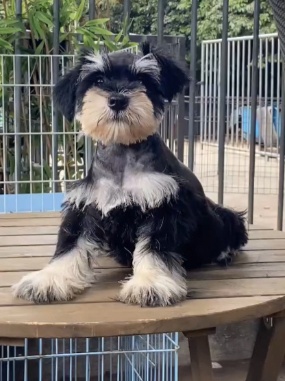 老头狗雪纳瑞犬雪纳瑞犬性格特征