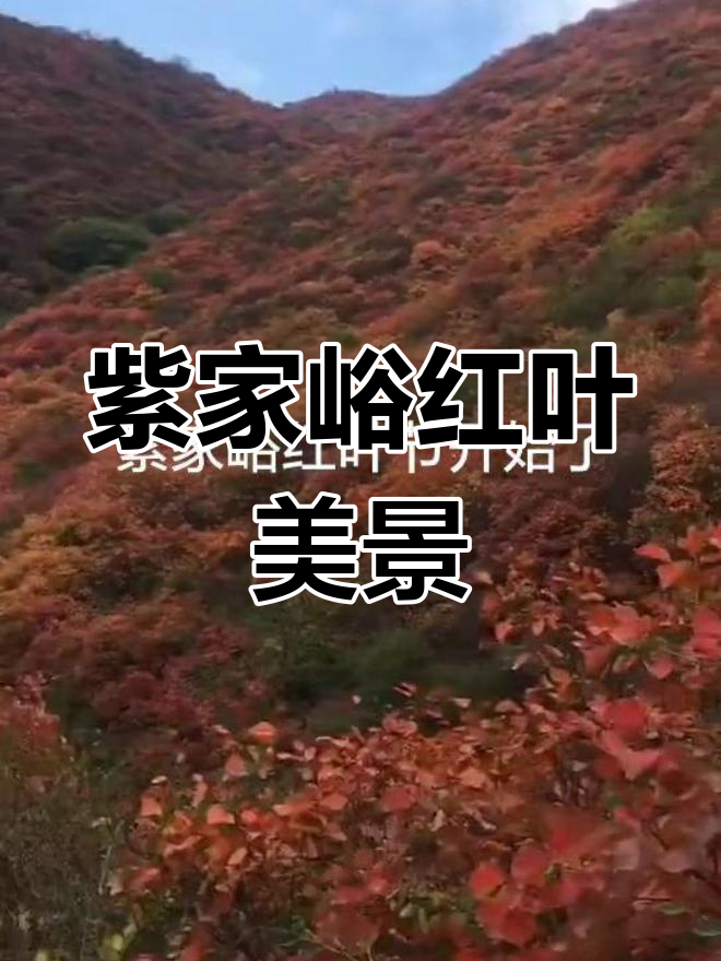 绛县紫家峪红叶盛开,最佳观赏期不容错过