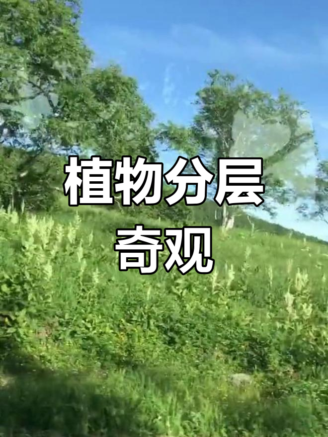 长白山植被垂直分布,从苔原到红松林,层次分明