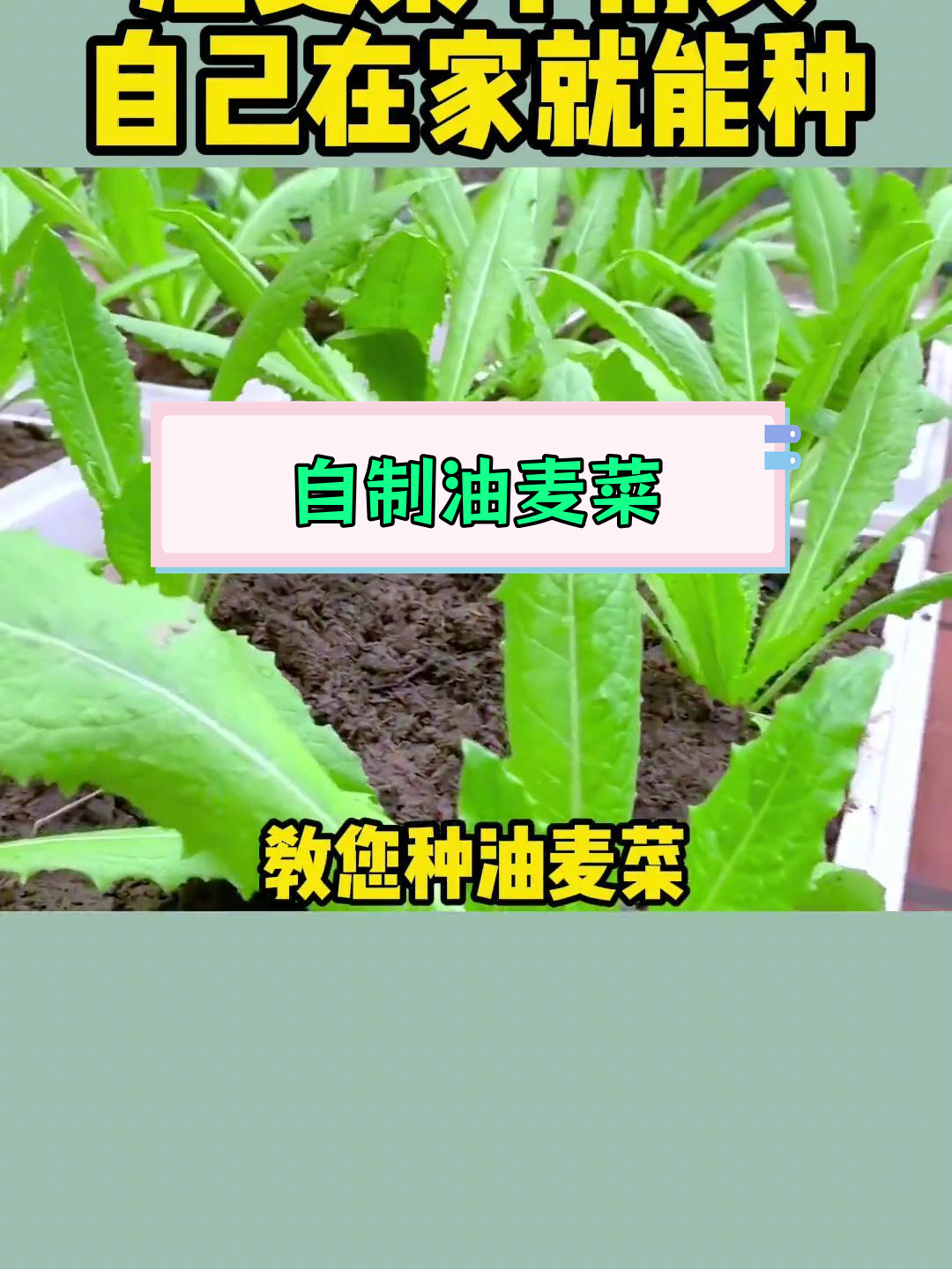 油麦菜的种植方法图片