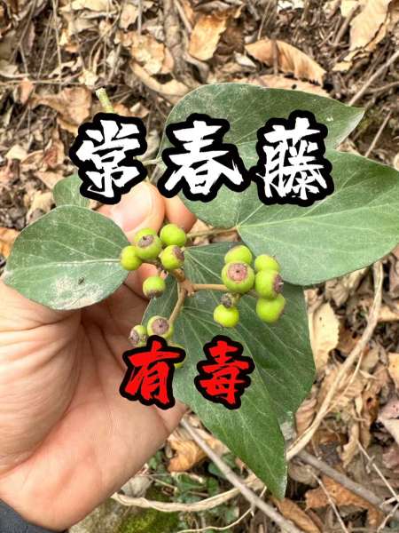 常春藤果子有毒,不要说你吃了没事儿