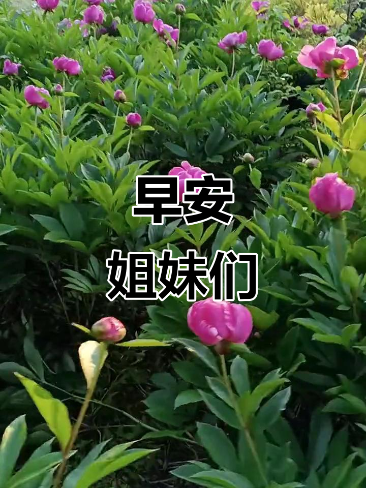 姐妹们,早上好!一起开启美好的一天