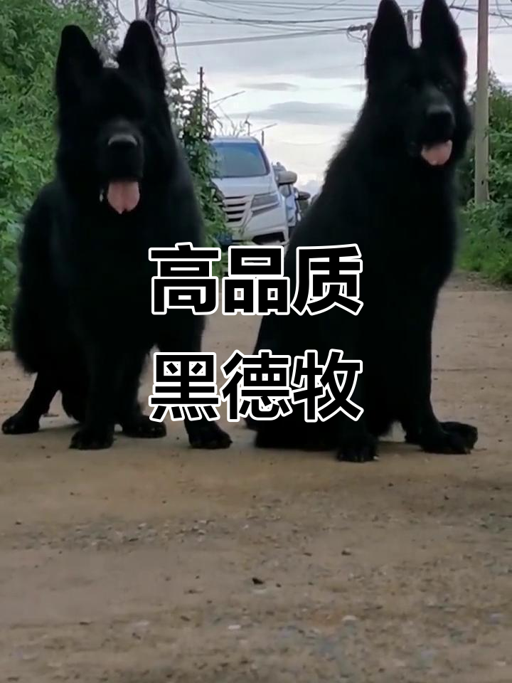 纯正黑德牧的魅力与品质,自繁自养的高标准