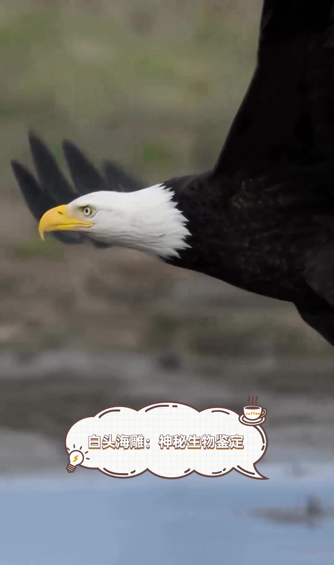 白头海雕:神秘生物鉴定