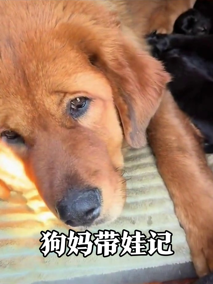 狗妈带娃黑眼圈超重!一窝黑炭小狗萌化了