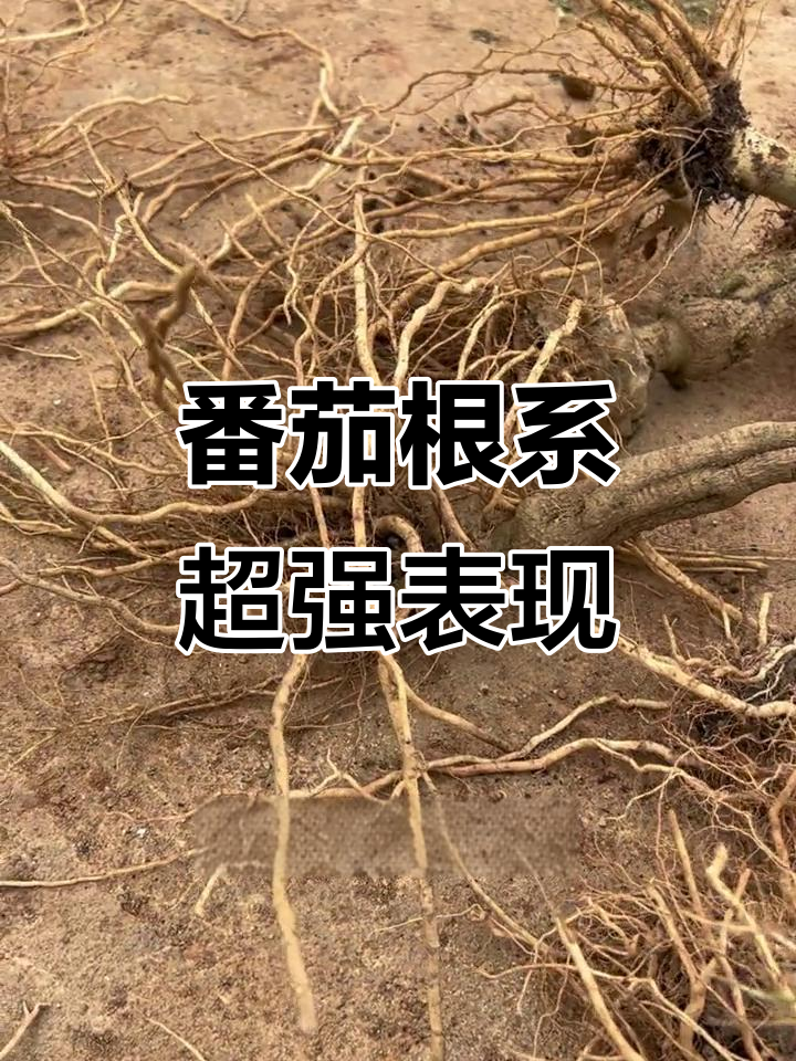 番茄砧木根系试验:纸钵机助力长根发育,效果惊人