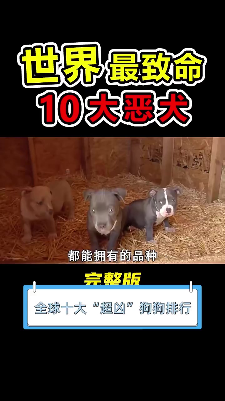 最凶的动物排第一名