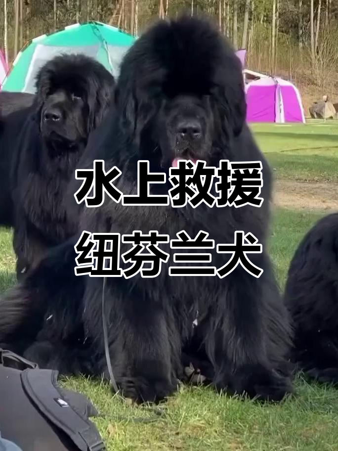 纽芬兰犬:水上救生英雄,温柔巨人的力量