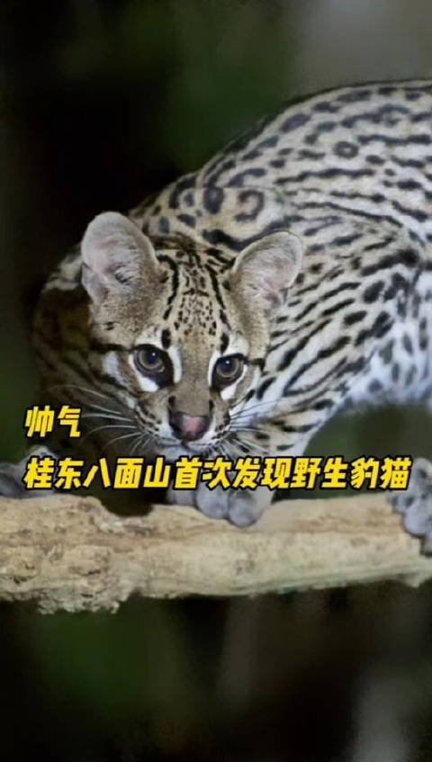 拍摄的影像资料时,首次发现了国家二级重点保护野生动物豹猫的身影