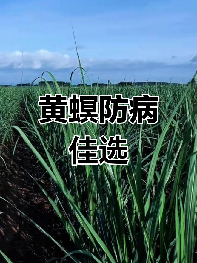 甘蔗黄螟防治方案:无人机喷药与化学药剂配合