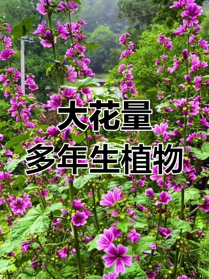 蜀葵与锦葵的区别及特点