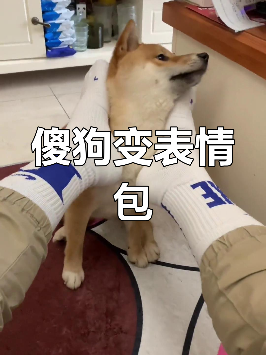 这只傻狗太不配合了,表情包瞬间诞生!