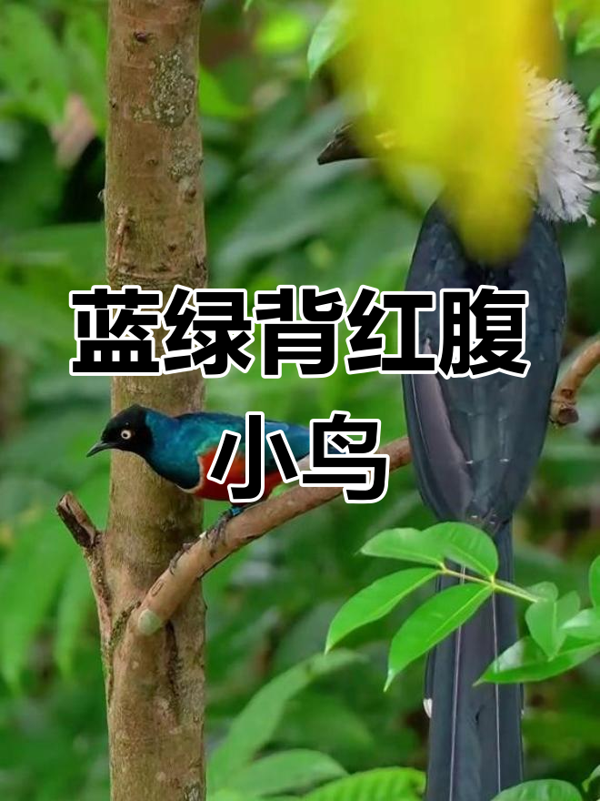 栗头丽椋鸟图片